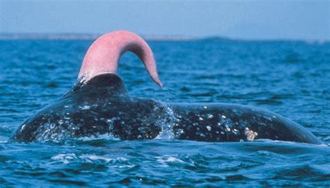 penis de baleine|PÉNIS de BALEINE